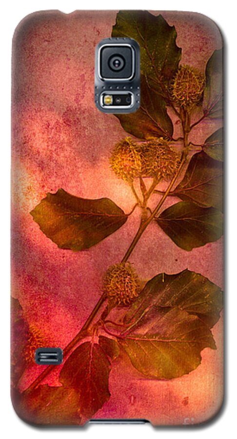 Beech Galaxy S5 Case featuring the photograph Shades of Autumn by Jan Bickerton