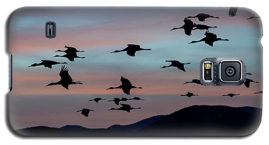 Sandhill Galaxy S5 Case featuring the photograph Sandhill Cranes Landing at Sunset 2 by Avian Resources