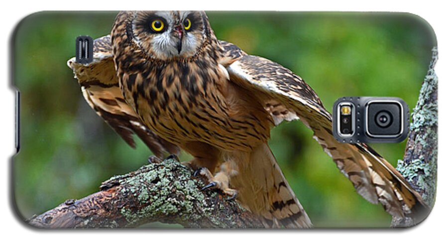 Bird Galaxy S5 Case featuring the photograph Short Eared Owl by Rodney Campbell