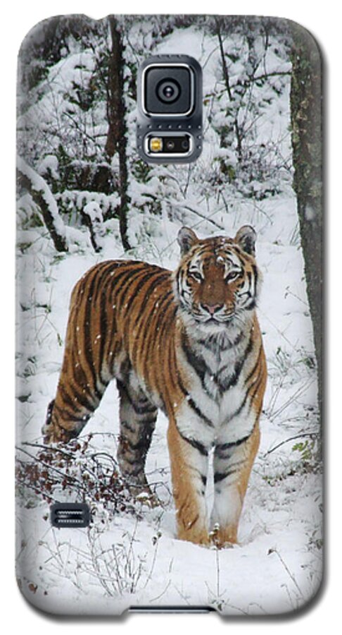 Amur Tiger Galaxy S5 Case featuring the photograph Siberian Tiger - snow wood by Phil Banks