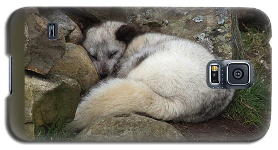 Arctic Galaxy S5 Case featuring the photograph Sleeping Arctic Fox by Phil Banks
