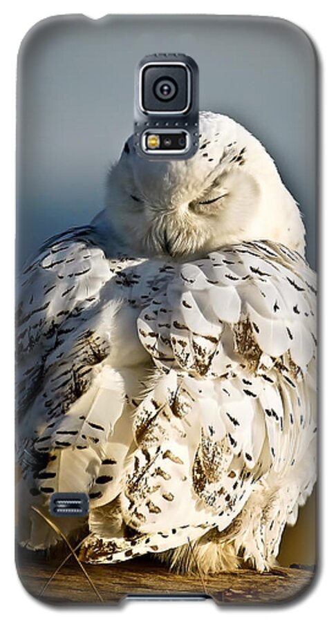 Snowy Owl Galaxy S5 Case featuring the photograph Sleeping Snowy Owl by Steve McKinzie