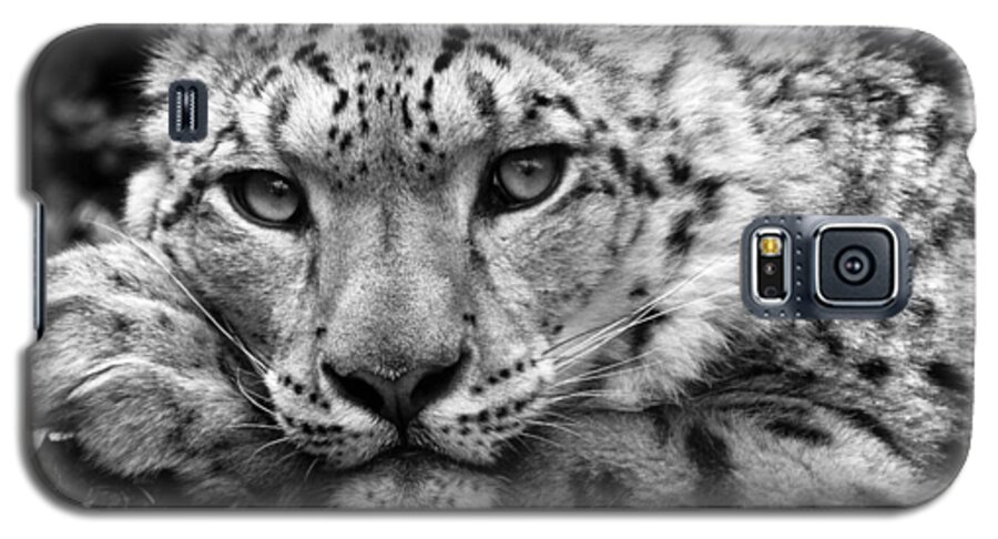 Animal Galaxy S5 Case featuring the photograph Snow Leopard in black and white by Chris Boulton