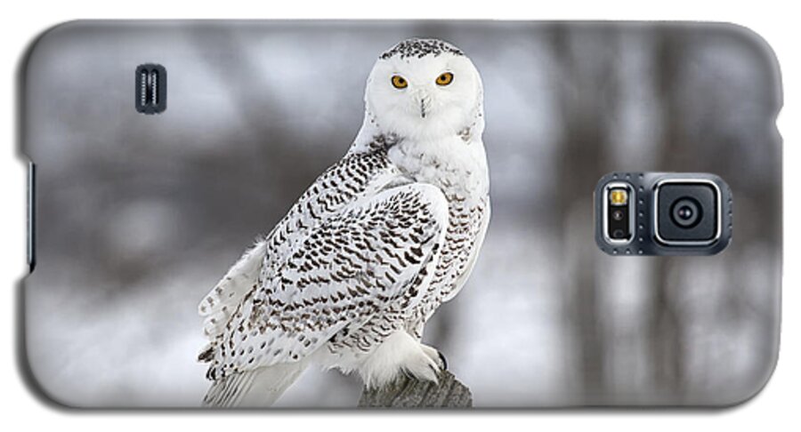 Snowy Galaxy S5 Case featuring the photograph Snowy Owl by Eunice Gibb