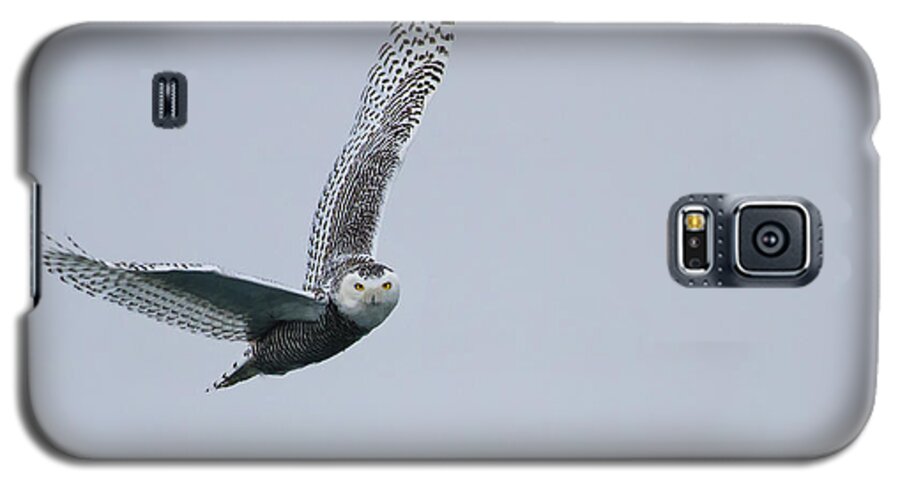Urban Galaxy S5 Case featuring the photograph Snowy Owl in Flight by Gary Hall