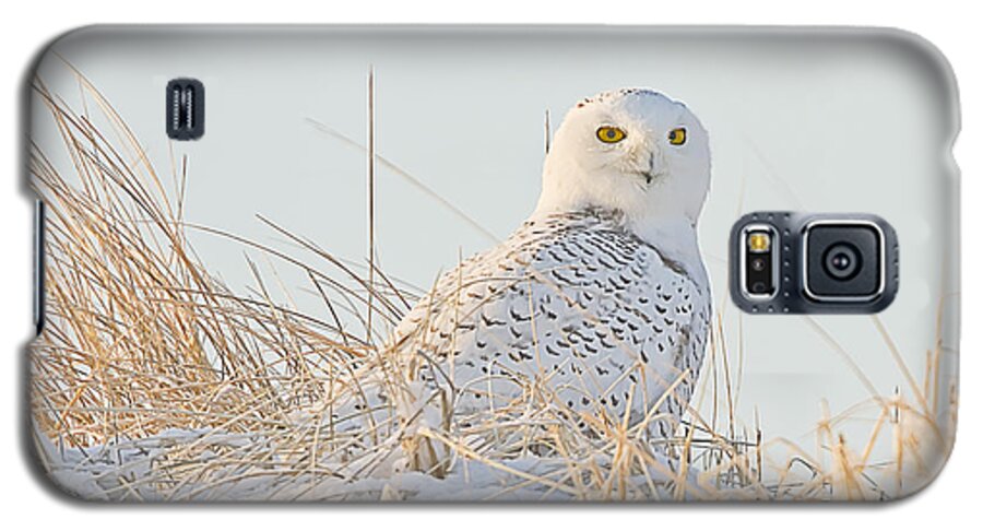Snowy Owl Galaxy S5 Case featuring the photograph Snowy Owl in the Snow Covered Dunes by John Vose