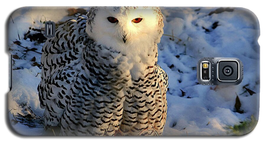 Owl Galaxy S5 Case featuring the photograph Snowy Owl by Larry Trupp