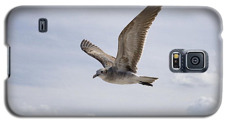 Seagull Galaxy S5 Case featuring the photograph Soaring Gull by Daniel Murphy