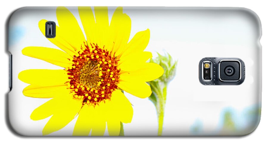 Botanical Galaxy S5 Case featuring the photograph Soft Desert Daisy by Rich Collins