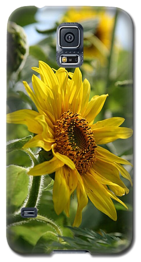 Sun Flower Galaxy S5 Case featuring the photograph Soulshine No.2 by Neal Eslinger