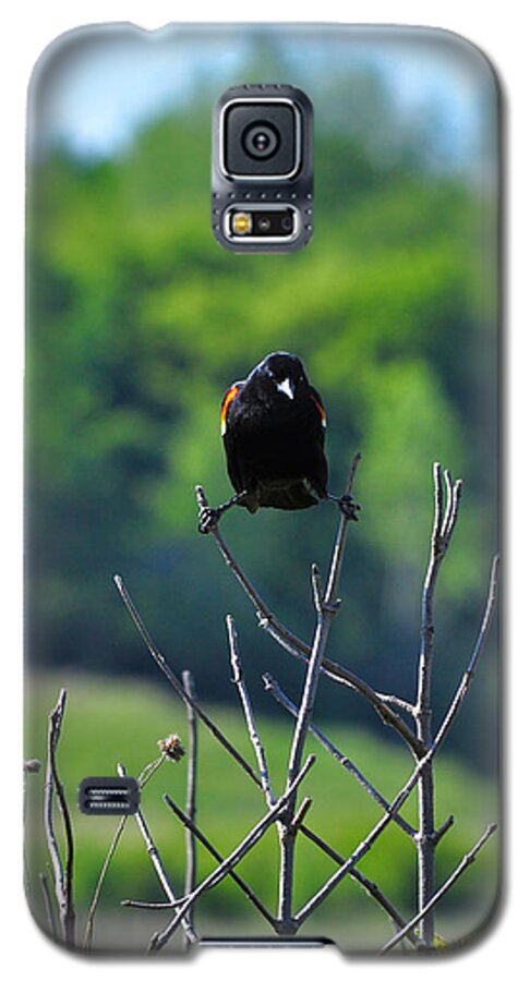 Wildlife Galaxy S5 Case featuring the photograph Splits by Adam Olsen