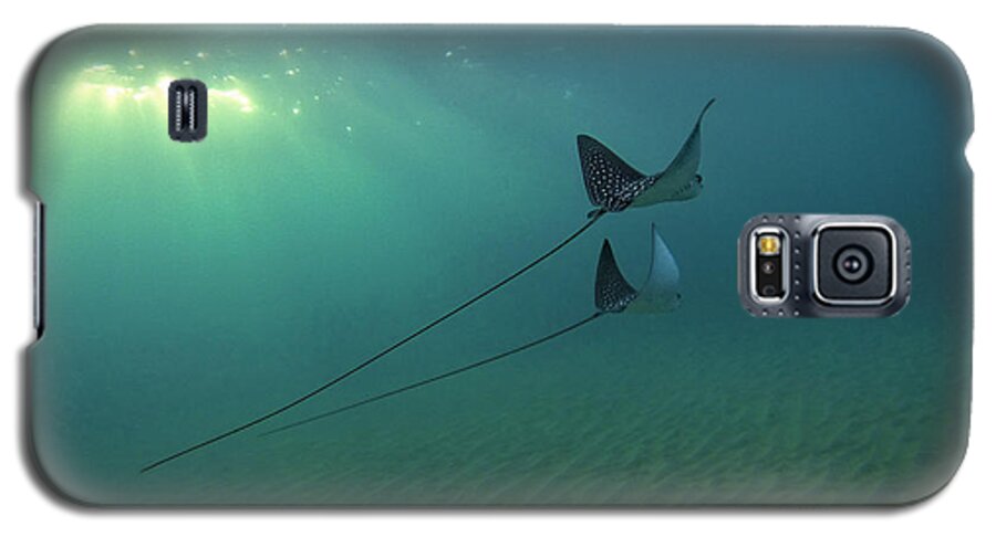 Nature Galaxy S5 Case featuring the photograph Spotted Eagle Rays During Sunset by Brad Scott