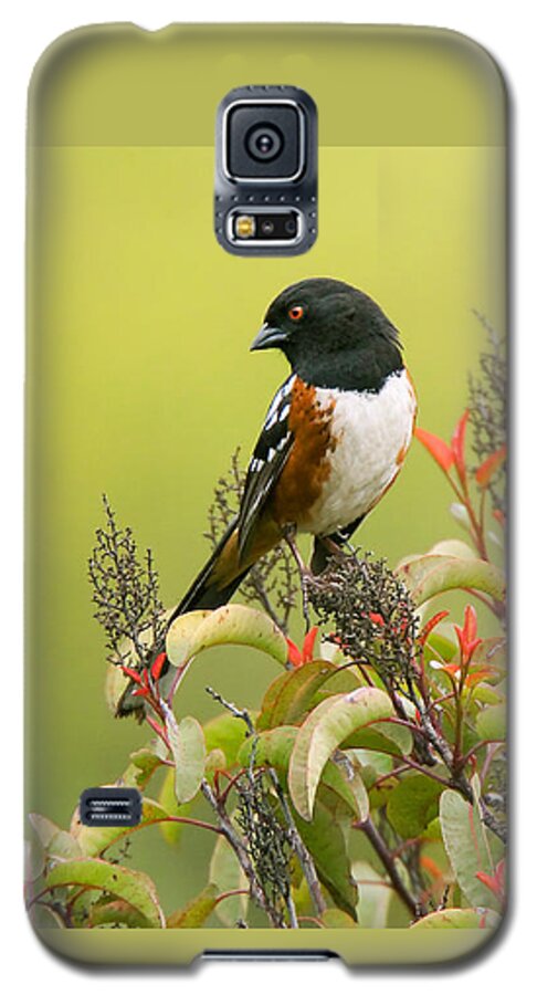 Spotted Towhee Galaxy S5 Case featuring the photograph Spotted Towhee by Ram Vasudev