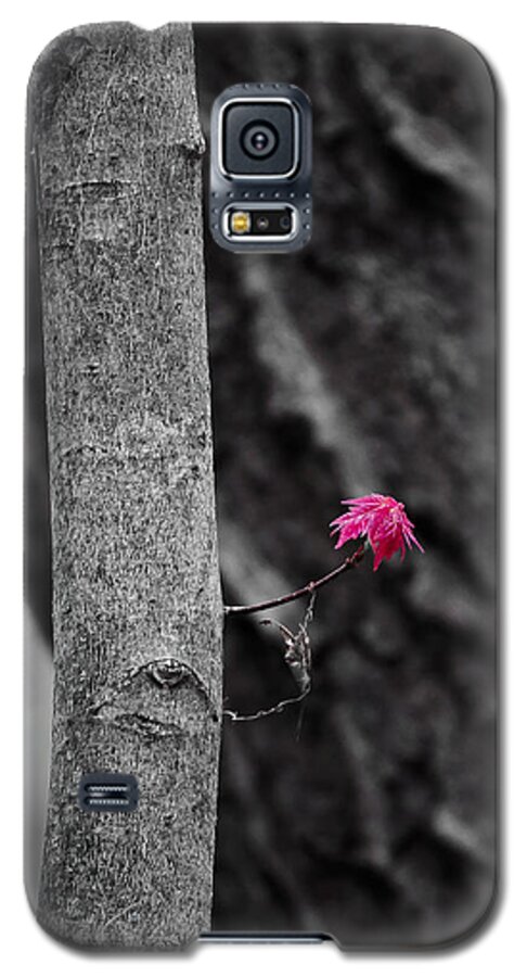 Natural Bridge Galaxy S5 Case featuring the photograph Spring Maple Growth by Steven Ralser