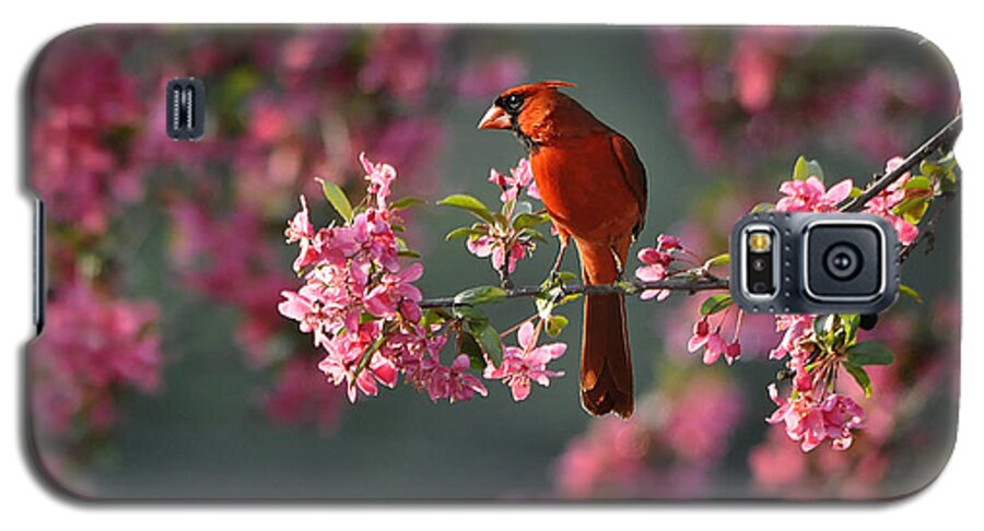 Nature Galaxy S5 Case featuring the photograph Spring Morning Cardinal by Nava Thompson