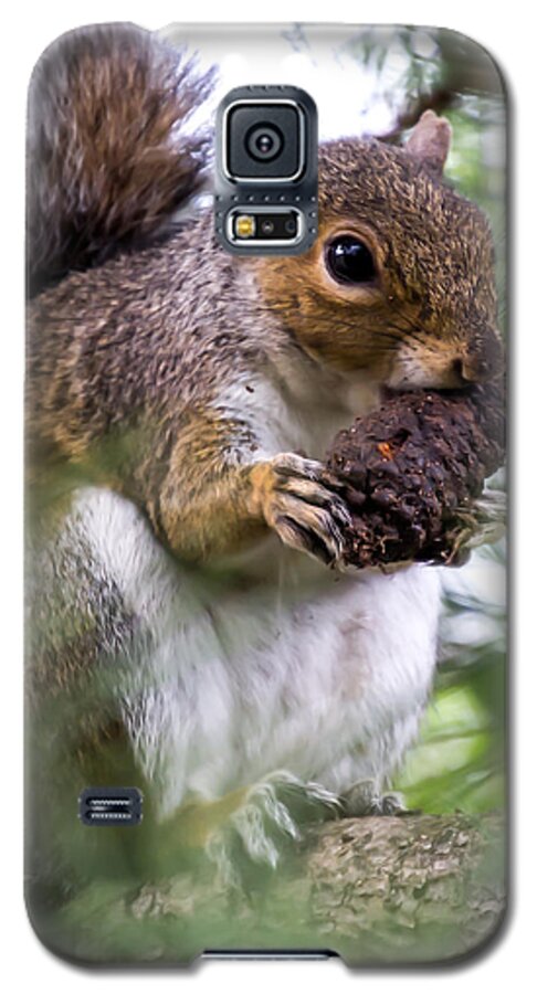 Squirrel Galaxy S5 Case featuring the photograph Squirrel With Pine Cone by Scott Lyons