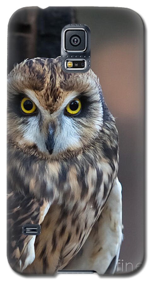 Nature Galaxy S5 Case featuring the photograph Stare by Geri Glavis