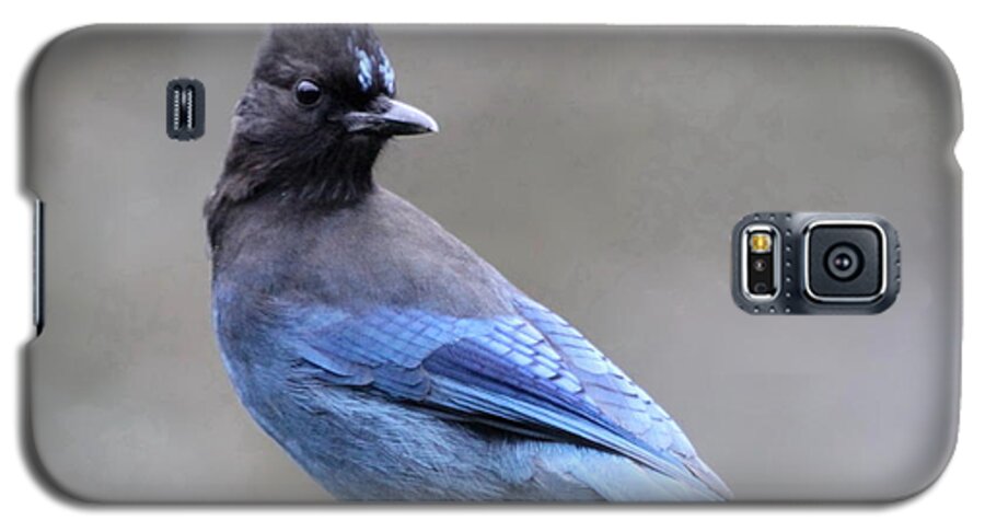 Jay Galaxy S5 Case featuring the photograph Steller's Jay by Angie Vogel