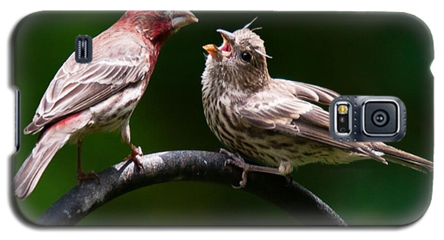 Purple Finch Galaxy S5 Case featuring the photograph Stop playing dad. give it to me by Robert L Jackson