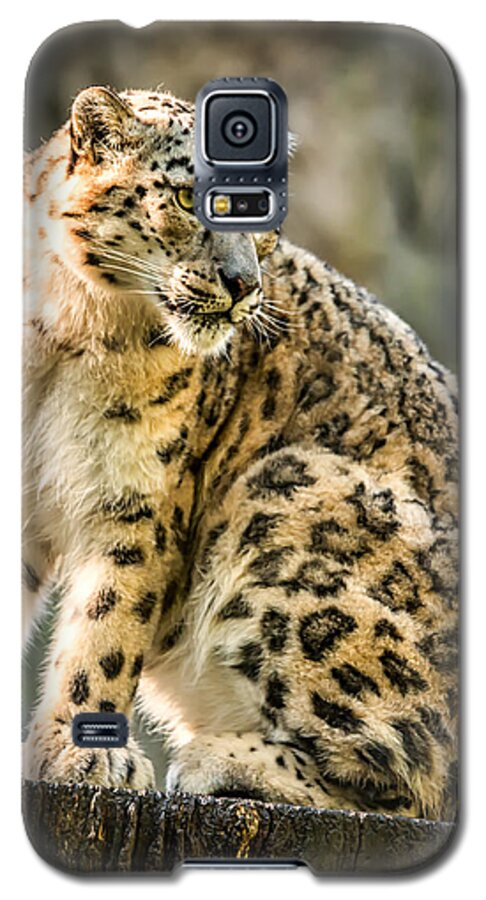 Snow Galaxy S5 Case featuring the photograph Sun Leopard Portrait by Chris Boulton