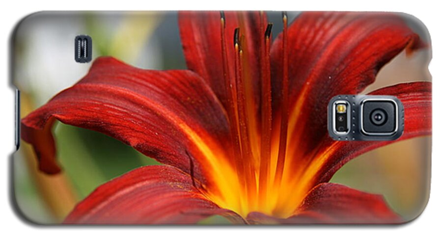Lilies Galaxy S5 Case featuring the photograph Sunburst Lily by Neal Eslinger