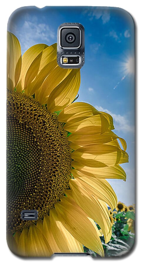 Sunflower Galaxy S5 Case featuring the photograph Sunflower Flower Sun by Rick Bartrand