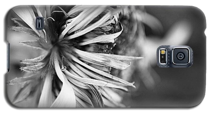 Sunflower Galaxy S5 Case featuring the photograph Sunflower Focus by Terry Rowe