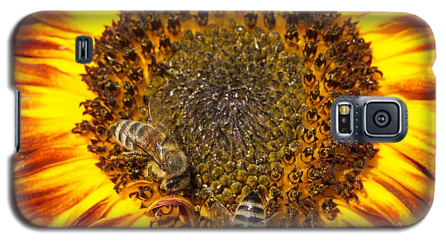 Sunflower Galaxy S5 Case featuring the photograph Sunflower with bees by Matthias Hauser