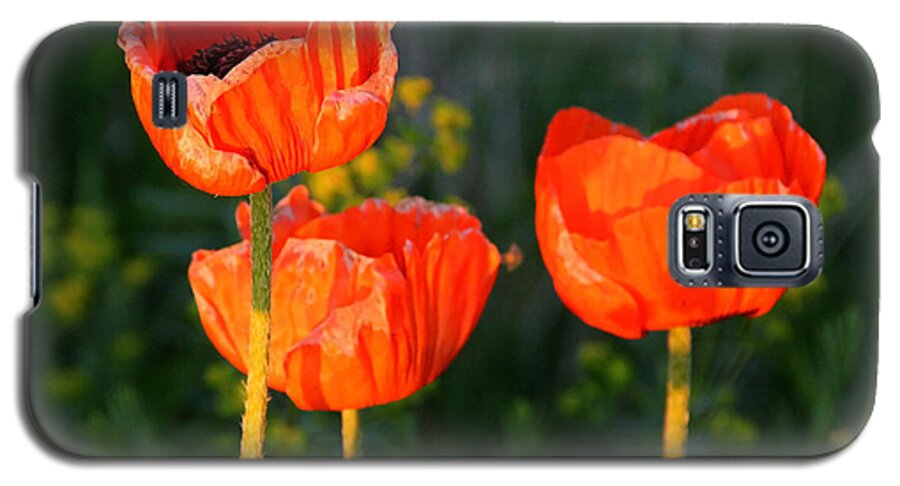 Red Poppy Galaxy S5 Case featuring the photograph Sunset Poppies by Debbie Oppermann