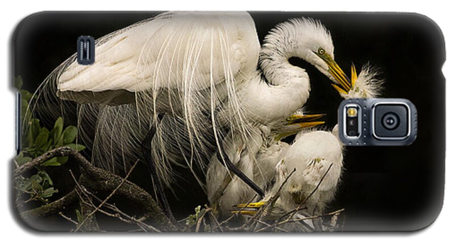 Great Egret Galaxy S5 Case featuring the photograph Suppertime by Priscilla Burgers
