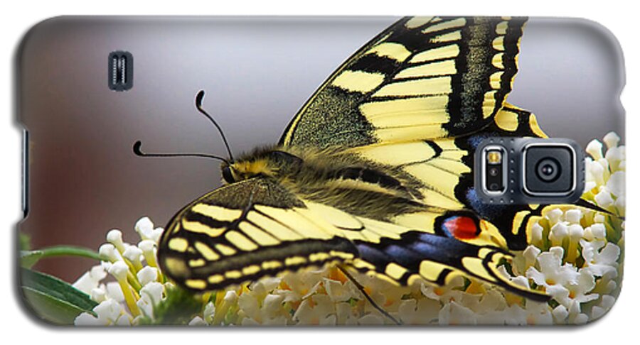 Swallowtail Galaxy S5 Case featuring the photograph Swallowtail butterfly by Nick Biemans