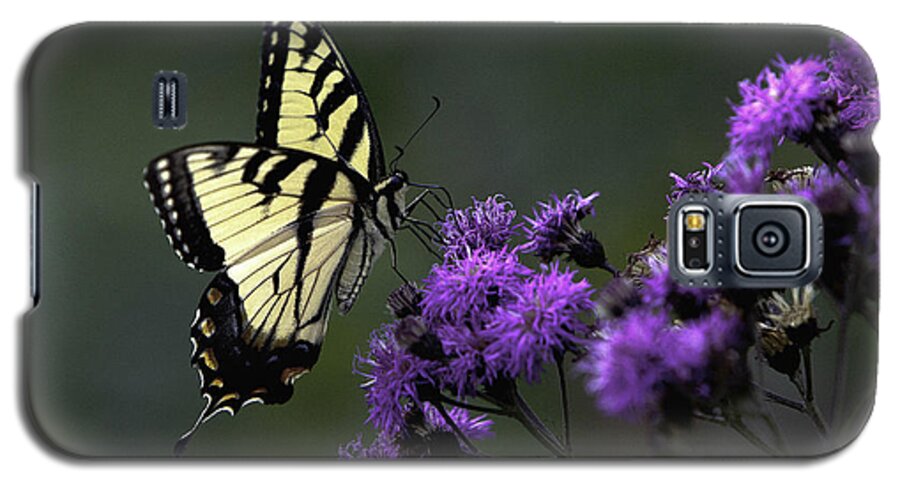 Blue Ridge Moumtains Galaxy S5 Case featuring the photograph Swallowtail on Purple by Donald Brown