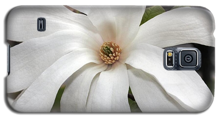 Flowers Galaxy S5 Case featuring the photograph Sweet Magnolia by Judy Palkimas