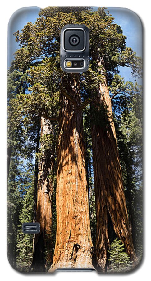 Giant Galaxy S5 Case featuring the photograph Tall One by Mike Evangelist