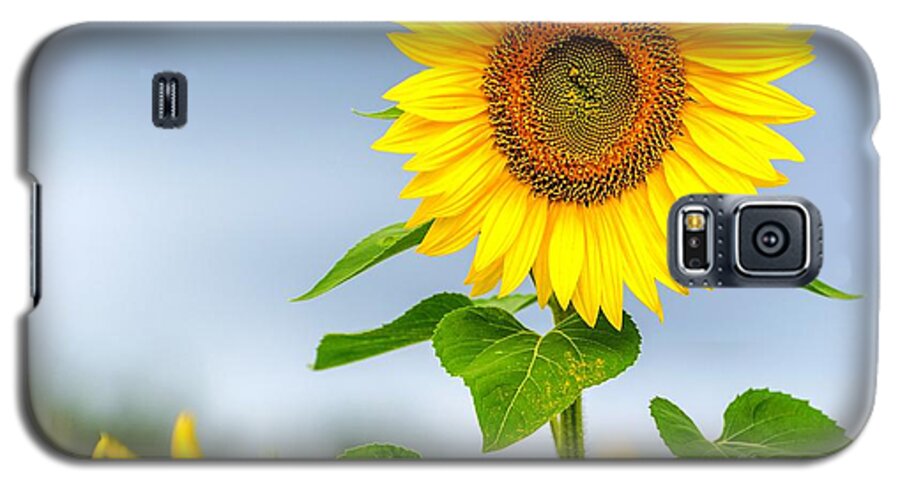Sunflowers Galaxy S5 Case featuring the photograph Taller than most by Mike Ste Marie