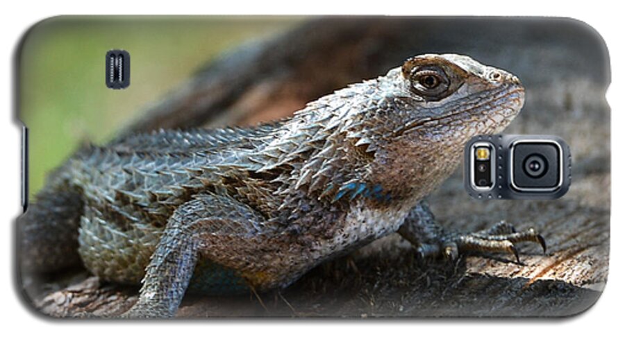 Horn Toad Lizard Galaxy S5 Case featuring the photograph Texas Lizard by John Johnson
