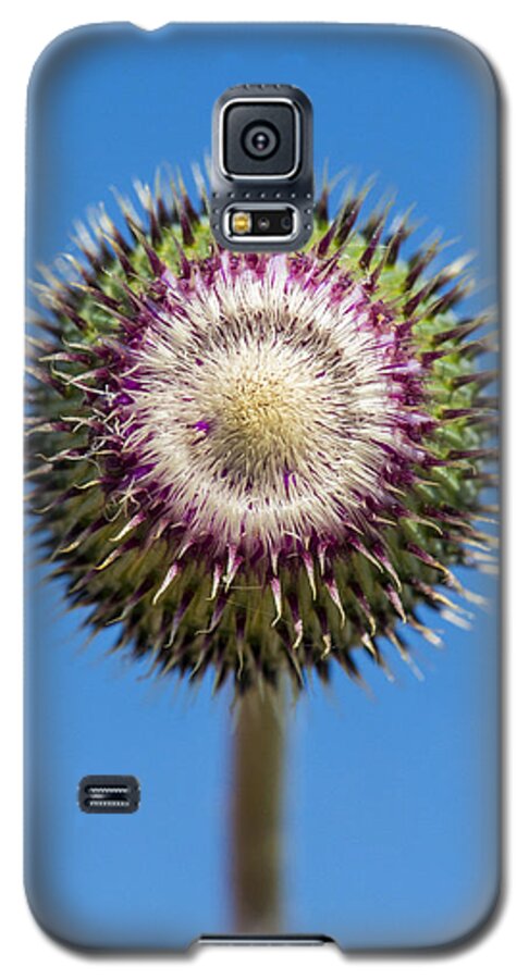 Texas Thistle Galaxy S5 Case featuring the photograph Texas Thistle Bud by Steven Schwartzman