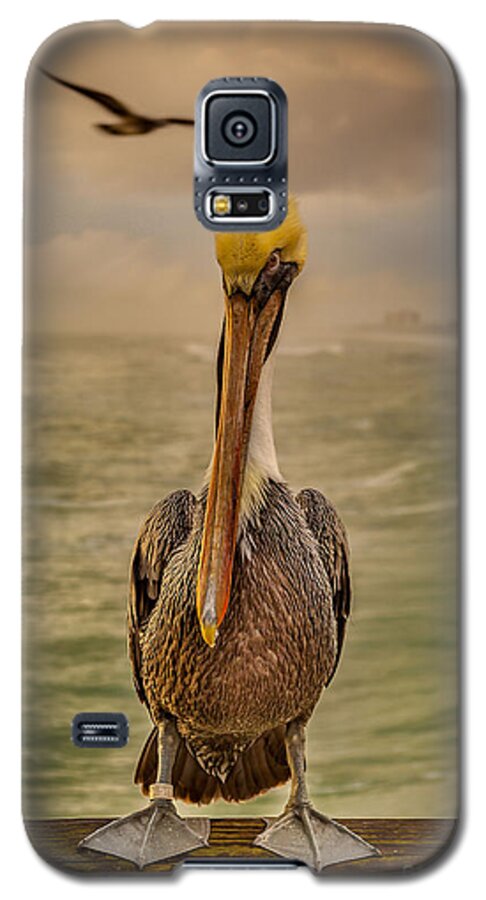 Nature Galaxy S5 Case featuring the photograph That's Mr. Pelican to You by Steven Reed
