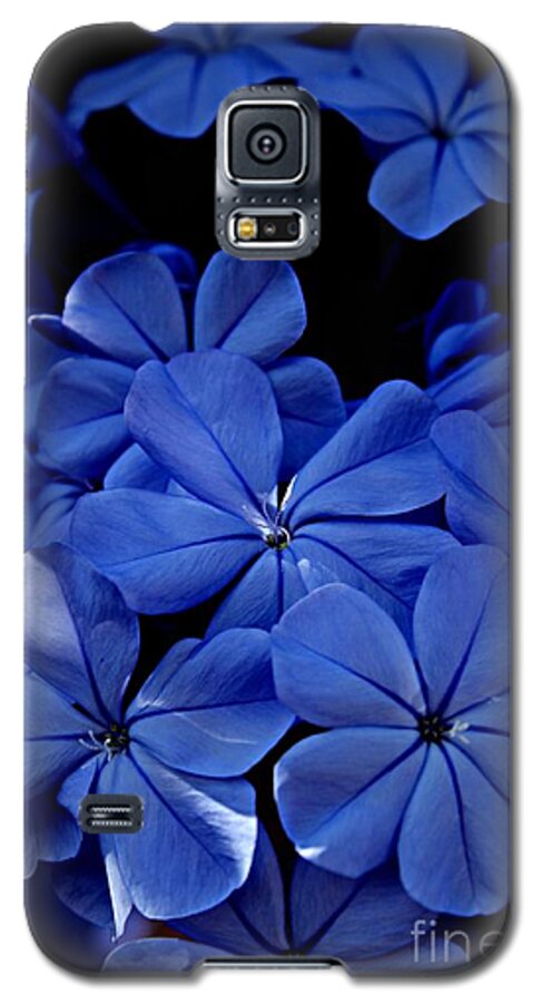 Plumbago Galaxy S5 Case featuring the photograph The Blues by Clare Bevan