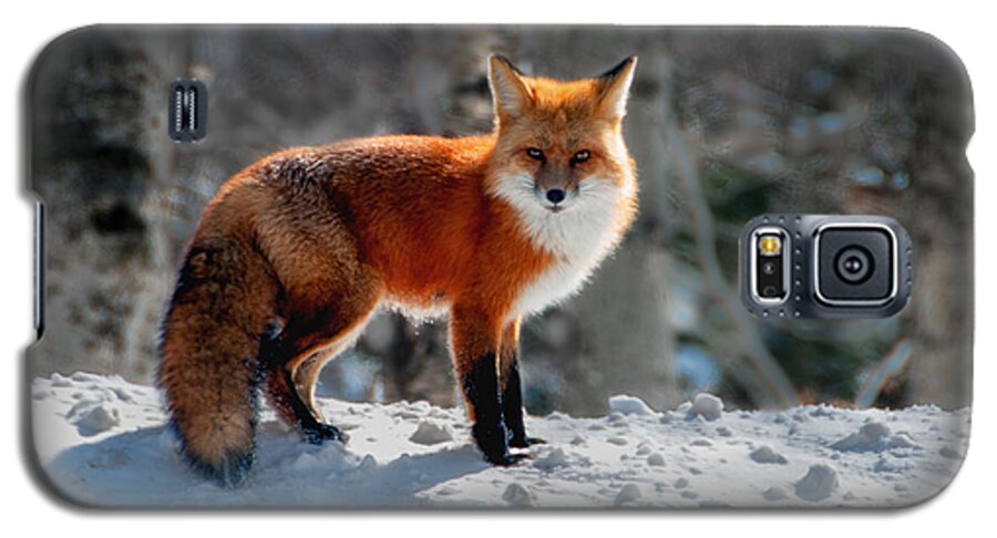 New England Galaxy S5 Case featuring the photograph The Fox 3 by Thomas Lavoie