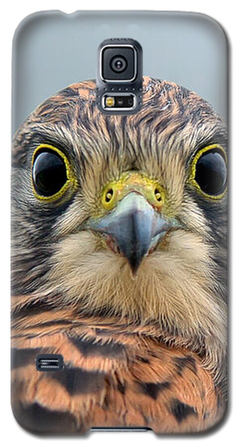 Kestrel Galaxy S5 Case featuring the photograph The Kestrel face to face by Torbjorn Swenelius