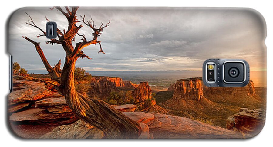 Colorado Galaxy S5 Case featuring the photograph The Light on the Crooked Old Tree by Ronda Kimbrow