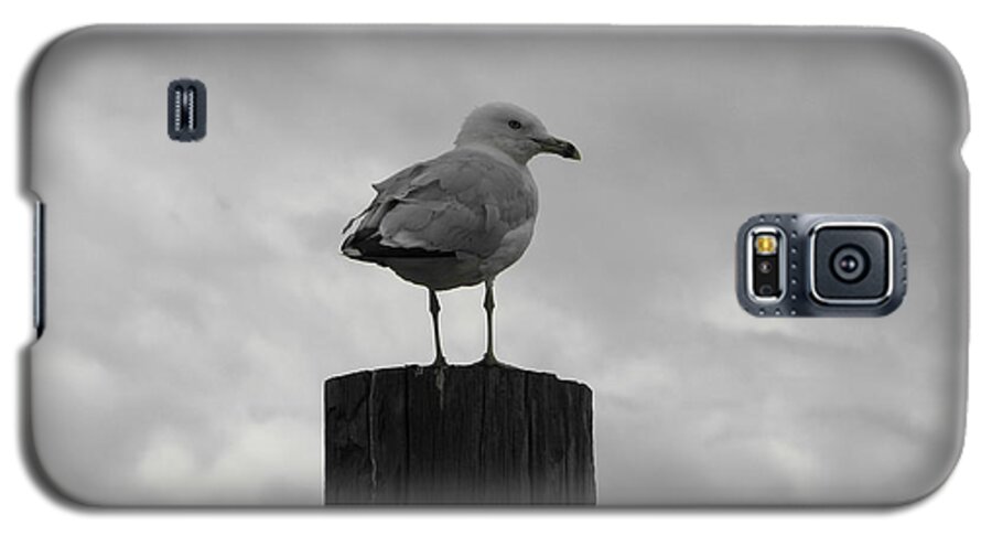 Seagull Galaxy S5 Case featuring the photograph The Lookout by Michael Krek