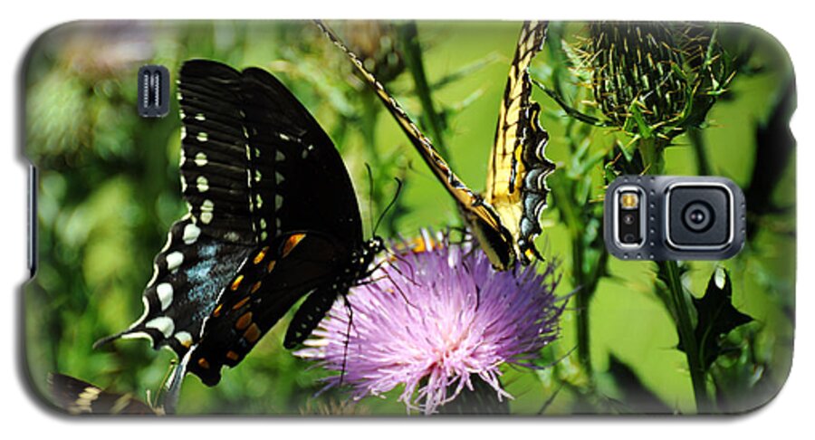Papilio Glaucus Galaxy S5 Case featuring the photograph The Nectar Seekers by Rebecca Sherman
