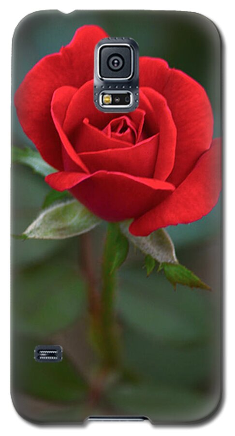 Flower Galaxy S5 Case featuring the photograph The Perfect Rose by Parker Cunningham