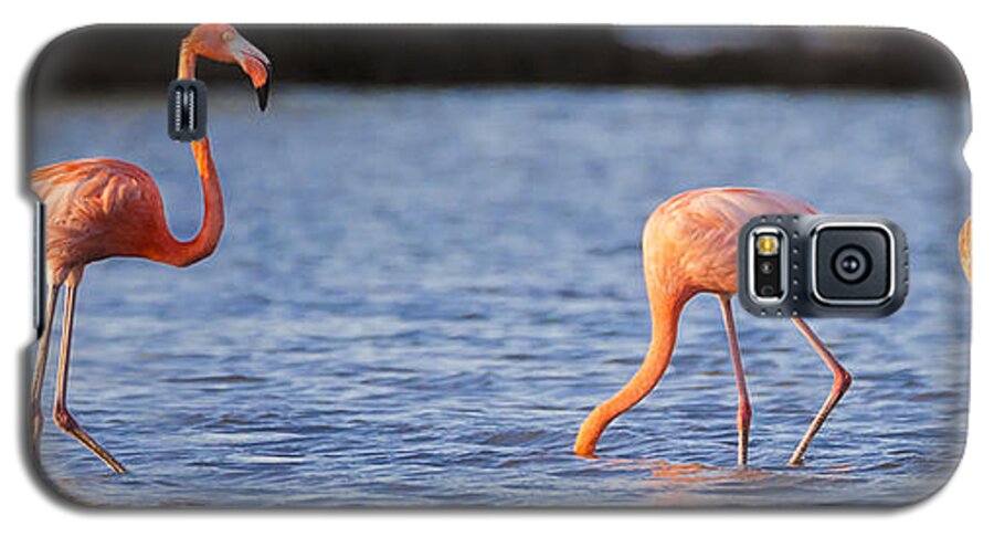 3scape Galaxy S5 Case featuring the photograph The Three Flamingos by Adam Romanowicz