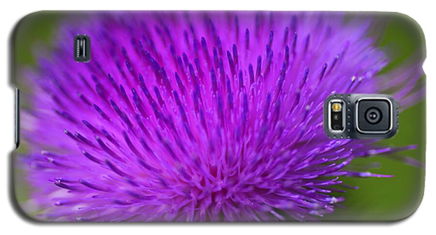 Thistle Flower Galaxy S5 Case featuring the photograph Thistle Flower by Nancy Dunivin