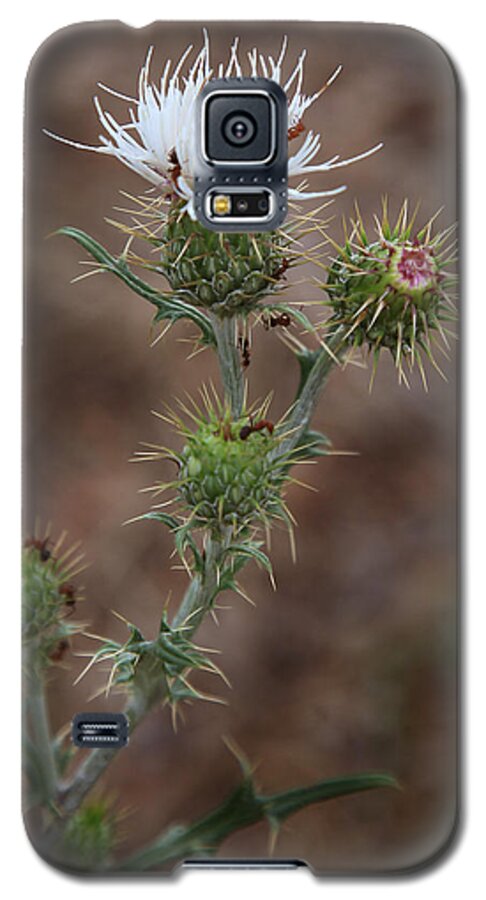 Arizona Wild Flower Galaxy S5 Case featuring the photograph Thorny wild flower by Joseph G Holland