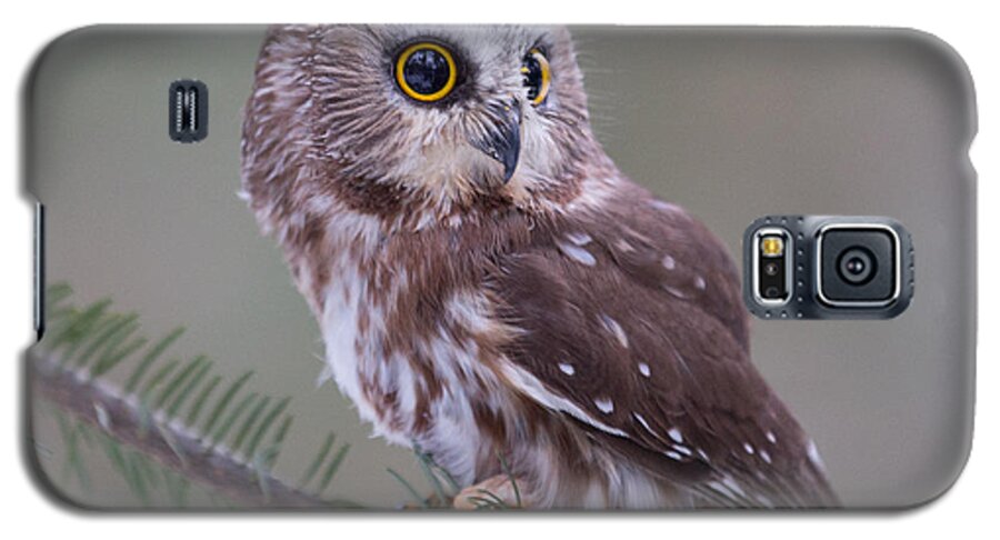 Saw-whet Owl Galaxy S5 Case featuring the photograph Those eyes by David Barker
