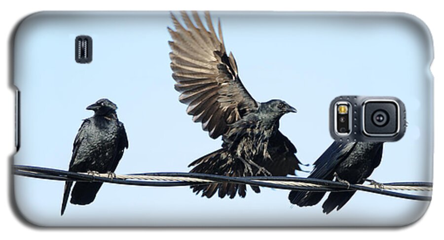 Crow Galaxy S5 Case featuring the photograph Three Crows on a Wire. by Bradford Martin